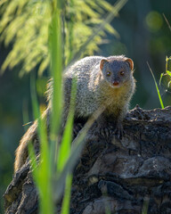 Common Gray Mongoose or Herpestes Edwardsii in a farm in Bahrain.