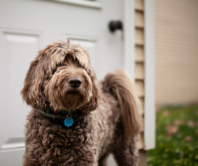 portrait of a poodle