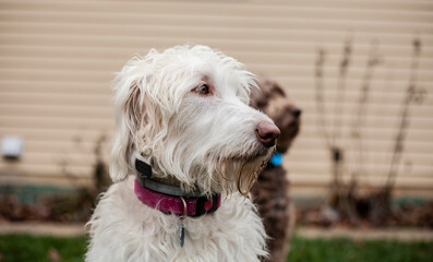 american staffordshire terrier dog