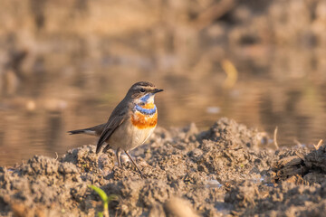 A beautiful close-up of a bird Bluethroat (Luscinia svecica). West Bengal, India