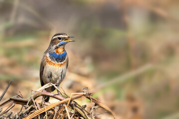 A beautiful close-up view of a Bluethroat (Luscinia svecica) bird in a green blurred forest background. West Bengal, India
