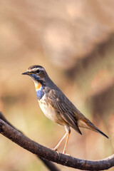 A beautiful close-up of a bird Bluethroat (Luscinia svecica). West Bengal, India