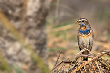 A beautiful close-up view of a Bluethroat (Luscinia svecica) bird in a green blurred forest background. West Bengal, India