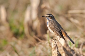 A beautiful close-up of a bird Bluethroat (Luscinia svecica). West Bengal, India