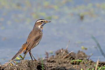A beautiful close-up side view of a Bluethroat (Luscinia svecica) bird in a blurred background. West Bengal, India
