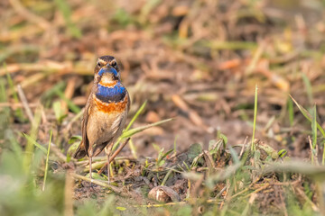 A beautiful close-up view of a Bluethroat (Luscinia svecica) bird in a green blurred forest background. West Bengal, India