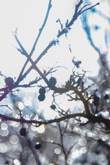 branches of a berry tree covered with ice and snow in the sun
