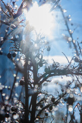 branches of a berry tree covered with ice and snow in the sun