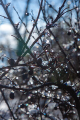 branches of a berry tree covered with ice and snow in the sun