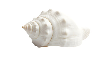 White conch shell, detailed studio shot, natural marine beauty