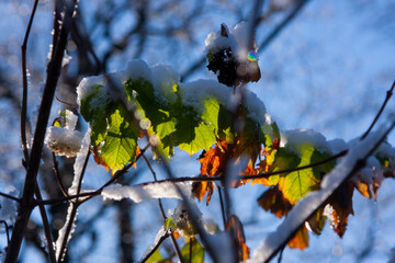 branches of a tree with leaves covered with ice and snow in the sun