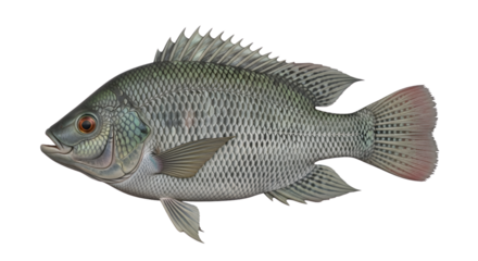 Detailed tilapia freshwater fish with scales and fins isolated