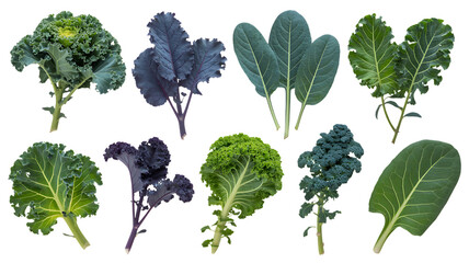 Fresh kale varieties for healthy eating concepts offering vibrant colors and textures for culinary design, raw food diets, and creative food presentations