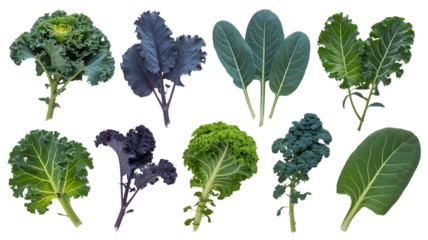 Fresh kale varieties for healthy eating concepts offering vibrant colors and textures for culinary design, raw food diets, and creative food presentations