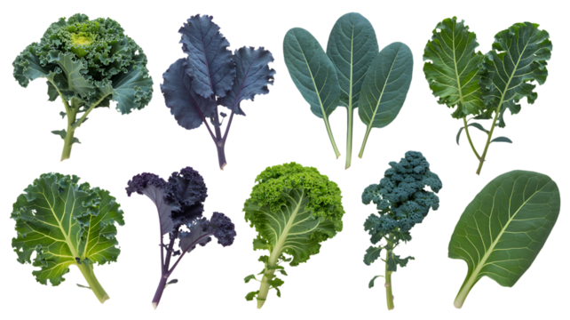 Fresh kale varieties for healthy eating concepts offering vibrant colors and textures for culinary design, raw food diets, and creative food presentations