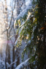 branches of the Christmas tree are covered with ice and snow in the sun