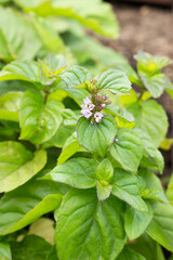 Peppermint (Australian mint).