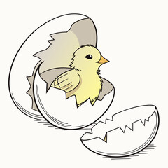 Cute yellow chick hatching from a cracked egg on white background chicken bird