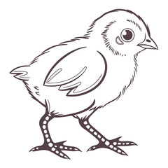 Outline Drawing of a Cute Baby Chick Standing on White Background chicken bird