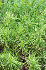 Olive herb (Santolina viridis), green perennial plant, seasoning.