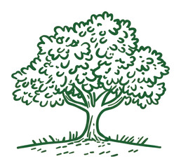 Obraz premium PNG Oak tree art illustration drawing.