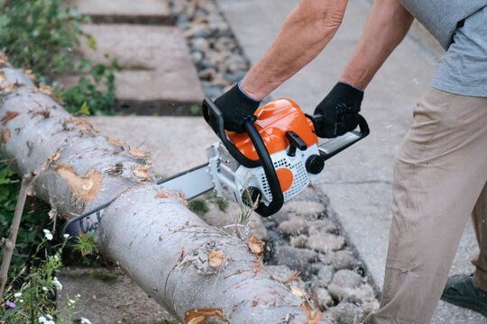 Man using a chainsaw to cut a spruce tree. Hands gripping the saw, action shot with wood chips flying, outdoor forestry and logging scene.