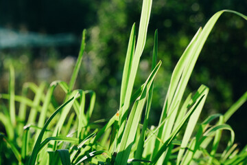 Green grass lawn bathed in sunlight. Vibrant outdoor scene with fresh greenery, natural textures, and warm backlighting.