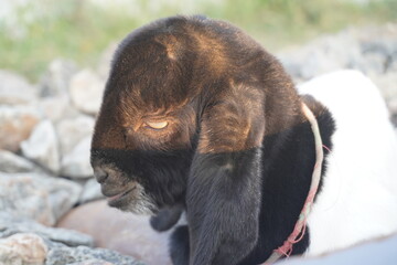 Close-Up Side Profile of a Black and White Goat Kid Resting on Gravel