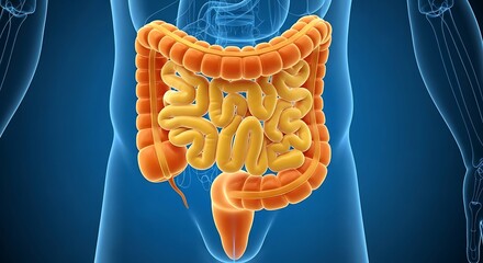 Detailed 3d illustration of human large and small intestines