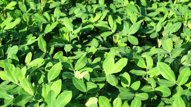 Groundnut Plants Upclose