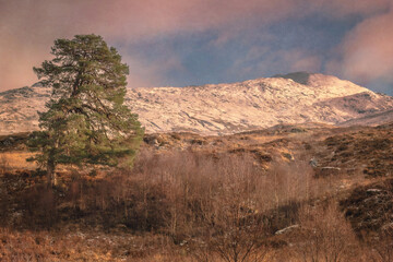 The tree and the mountain