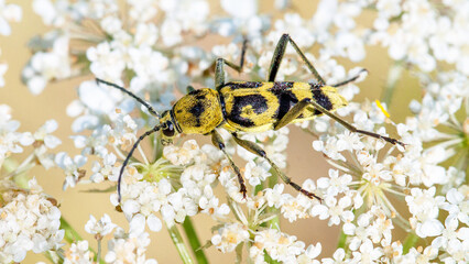 bug on a yellow flower