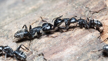 black ant on the ground