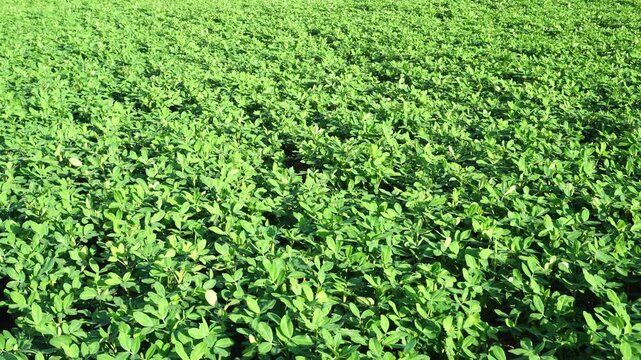 Vast Green Peanut Field