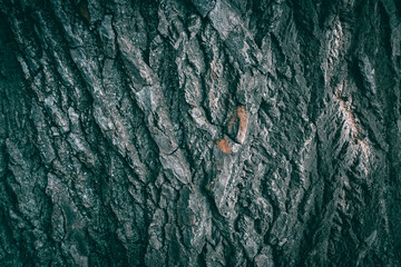 A close up of a Gray Poplar tree bark texture