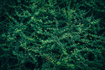 A close up of dark green Barberry bush leaves texture