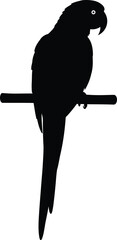 Silhouette of a perched parrot on a branch against white background