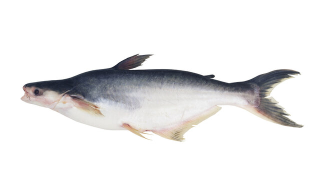 Fresh pangasius fish isolated on white background	