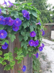 Ipomoea Grandiflora_Morning Glory climbing plant in summer