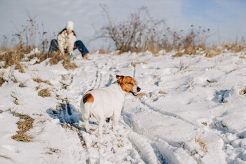 Jack russell dog playing in winter snow with owner