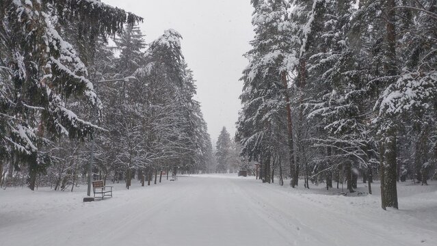 In winter, the ground and tree branches in the park are covered with snow. A path has been trampled in the snowdrifts next to benches and lampposts. Cloudy, frosty weather and gray sky Snow is falling
