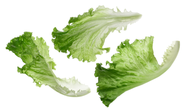 Set lettuce salad leaf flying isolated on white background, clipping path