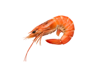 Boiled shrimp set against a white backdrop

