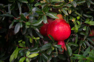 Tree with red pomegranates with foliage on a branch. Ripe pomegranates close-up. Food photography.