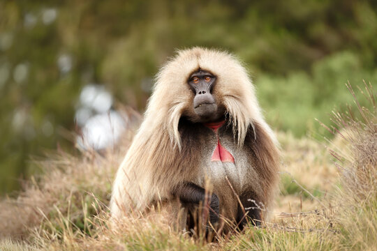 Portrait of male Gelada baboon in Simien mountains national park, Ethiopia
