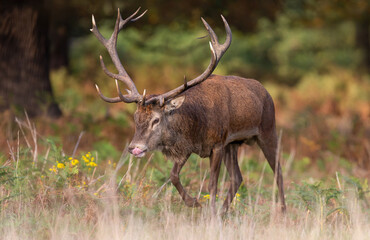Majestic red deer stag with tongue out and large antlers walking in a meadow