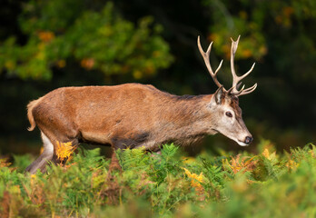 Young Red deer stag walking in green ferns in autumn