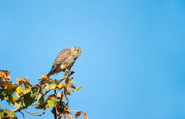 Female Common Kestrel perched on a tree branch