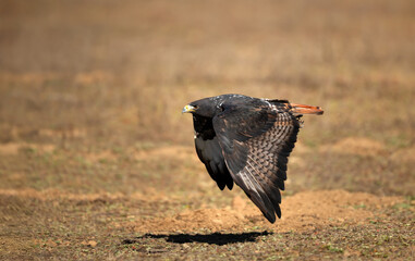 Dark morph Augur Buzzard in flight over Ethiopian highlands