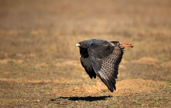 Dark morph Augur Buzzard in flight over Ethiopian highlands